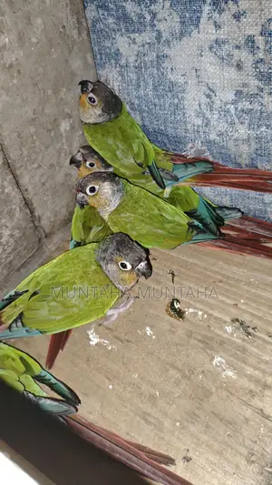 Green Check Conure (Per Piece Price)