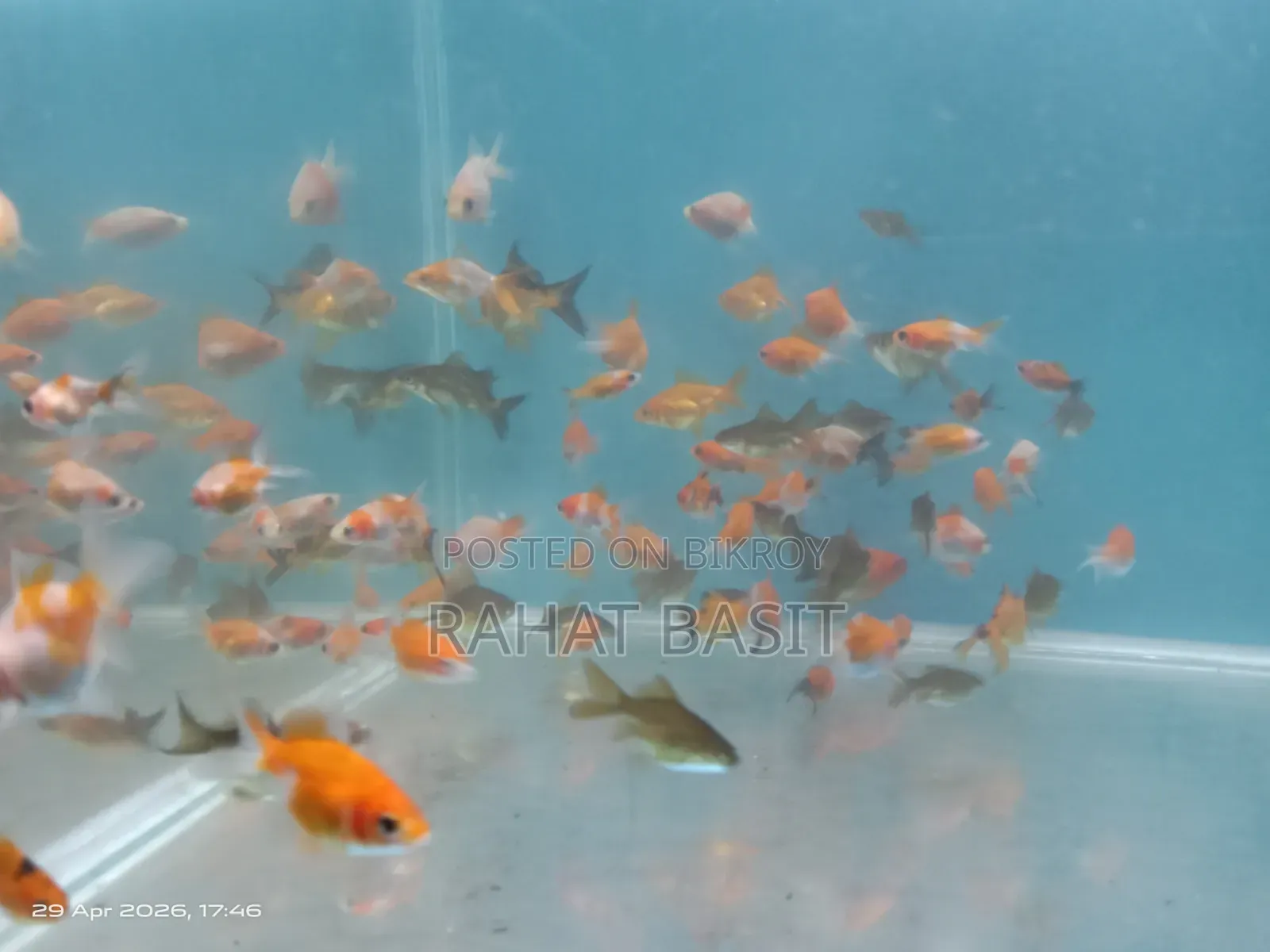 Farm-Raised Goldfish