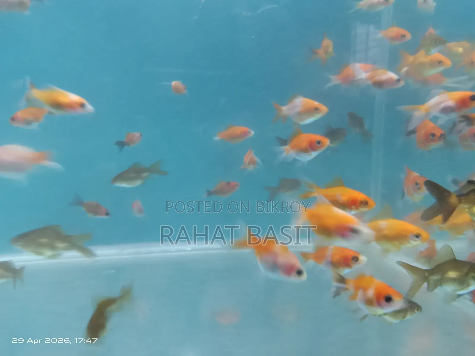 Farm-Raised Goldfish