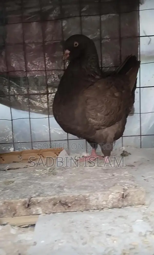 ফেন্সি কবুতর