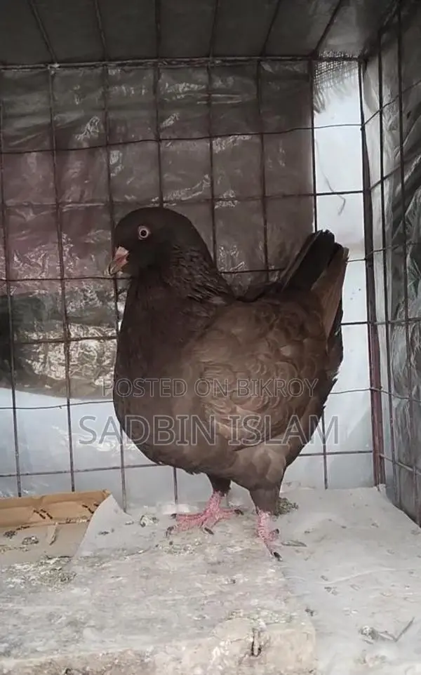 ফেন্সি কবুতর