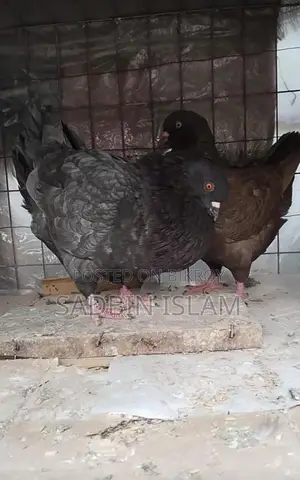 ফেন্সি কবুতর