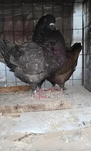 ফেন্সি কবুতর