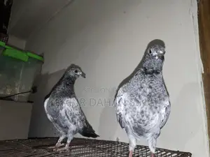 Silver Baby