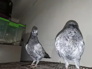 সিলভার বেবি