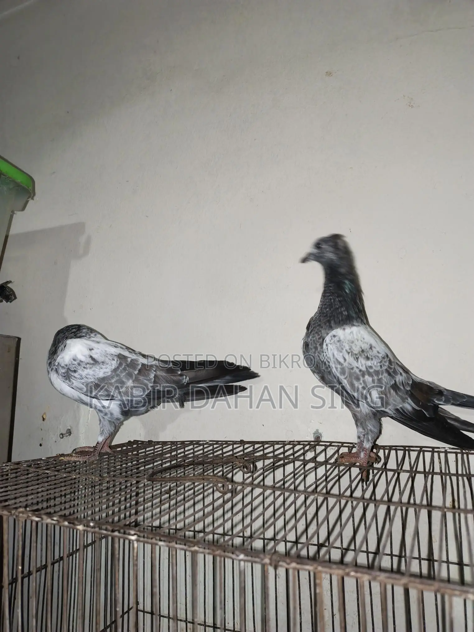 সিলভার বেবি