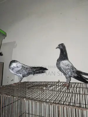 সিলভার বেবি