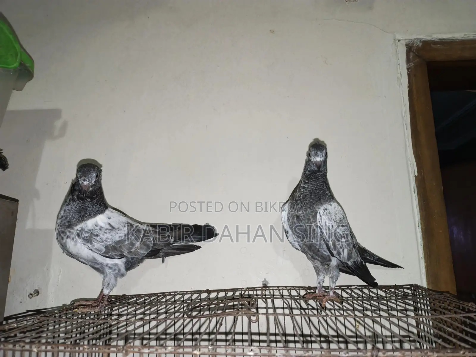 সিলভার বেবি