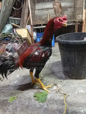 ফাইটার মোরগ