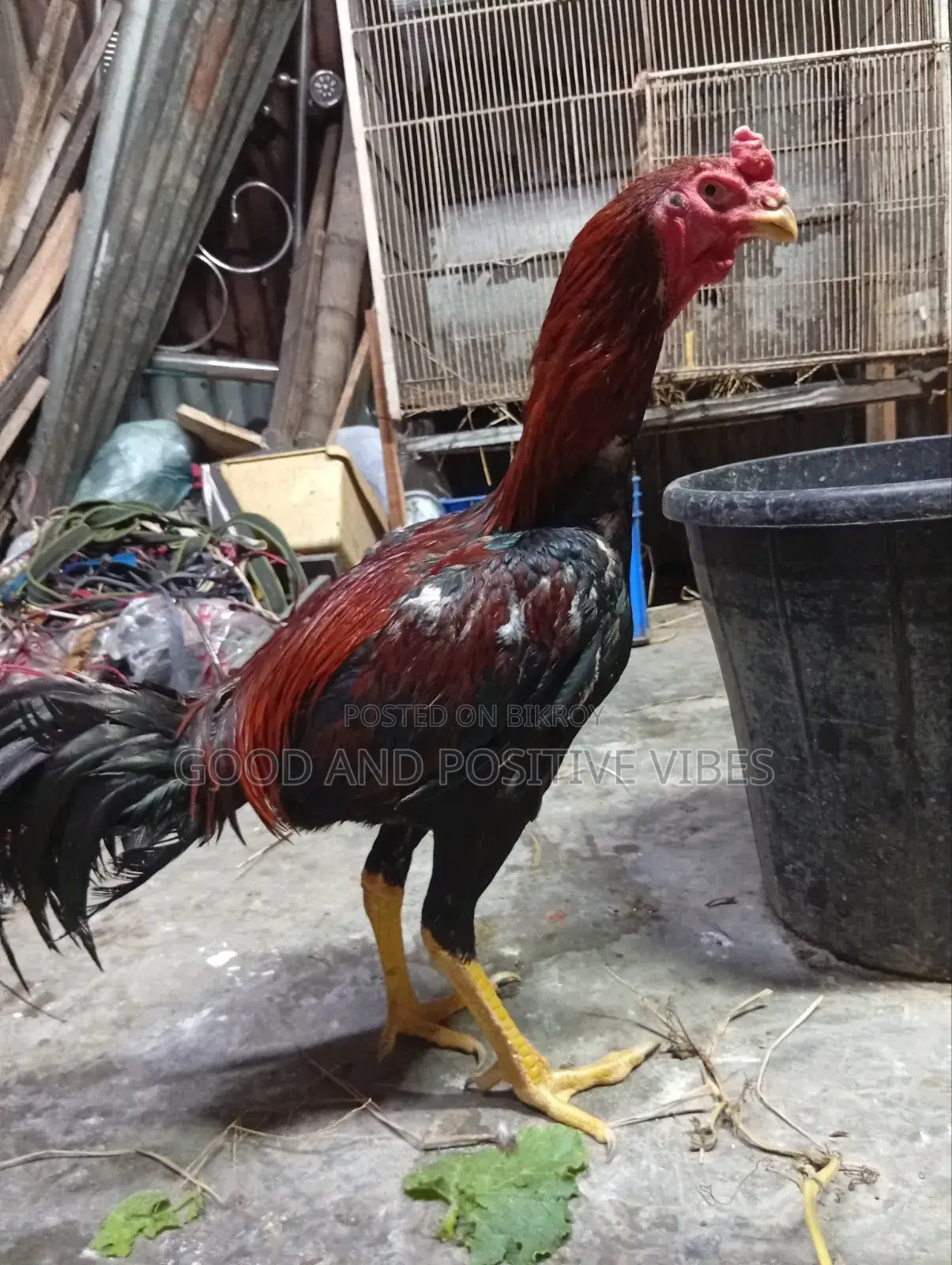 ফাইটার মোরগ