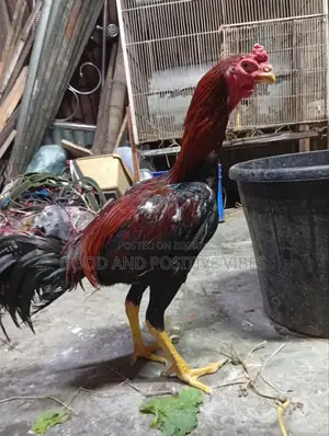 ফাইটার মোরগ