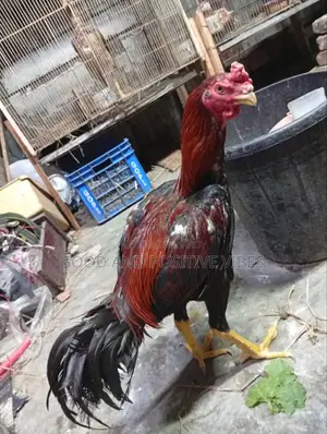 ফাইটার মোরগ
