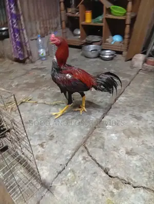 ফাইটার মোরগ