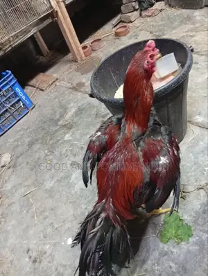 ফাইটার মোরগ