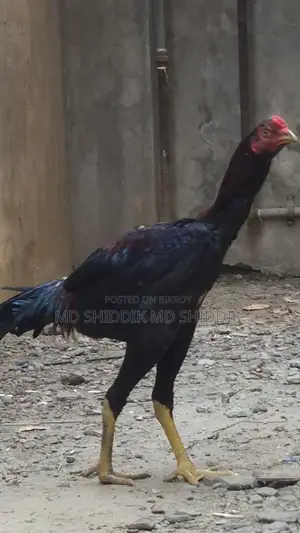 ফাইটার মোরগ, হাছিল মোরগ।নাম্বার ।বিক্রি করা হবে।