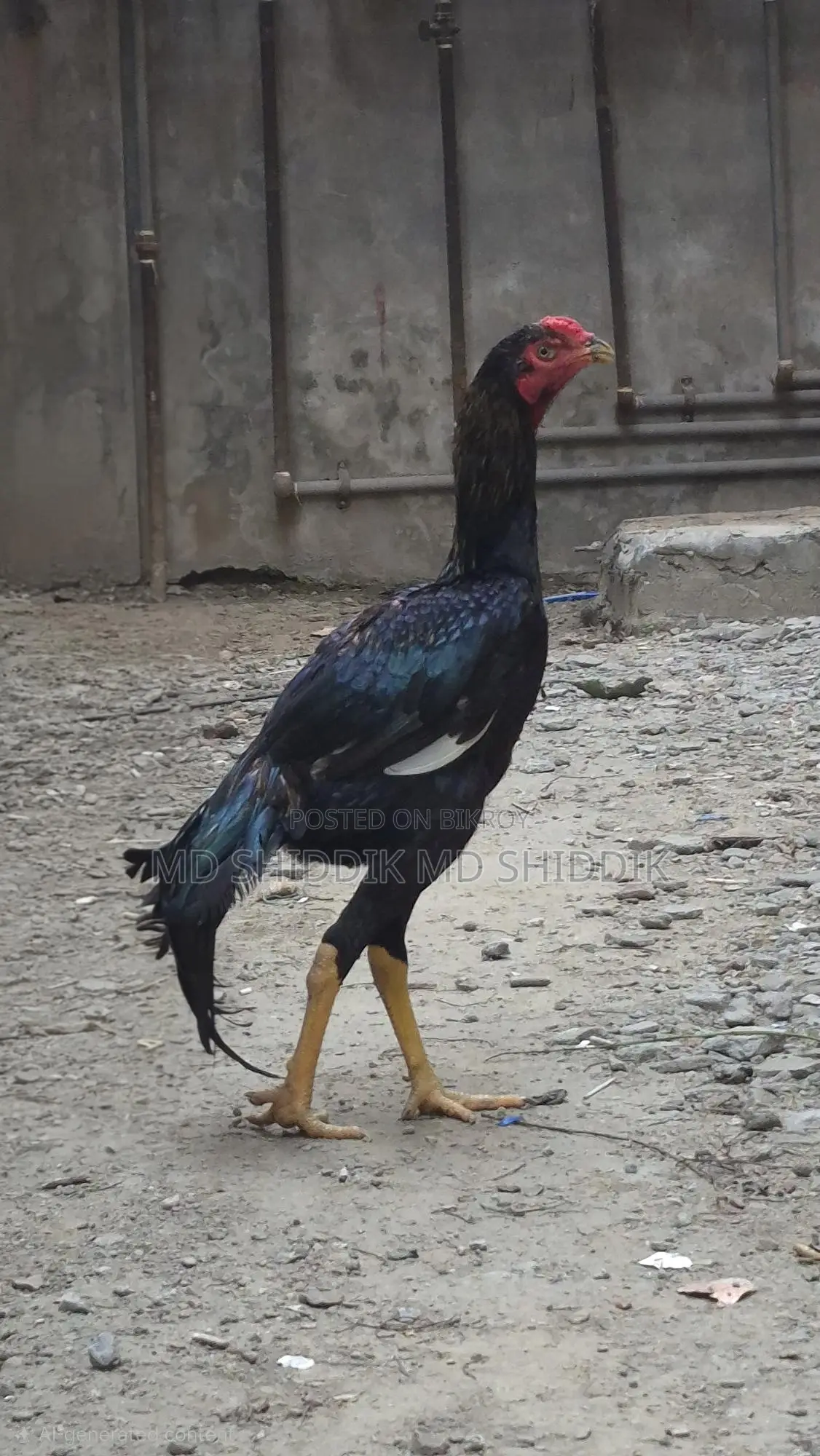 Fighter Rooster, Asil Rooster. Contact Number. For Sale.