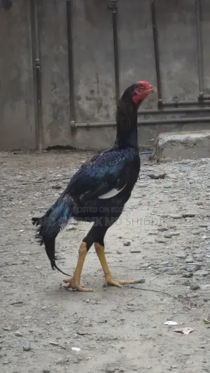 Fighter Rooster, Asil Rooster. Contact Number. For Sale.