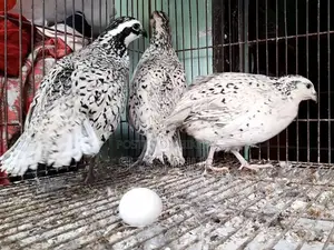 Hatching Eggs