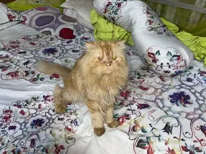 Cat for Sale
