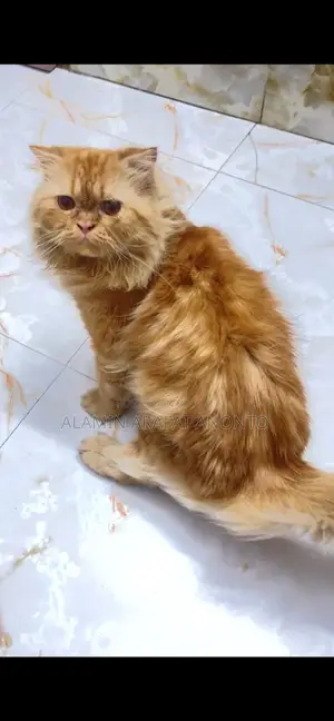 বিড়াল বিক্রয়