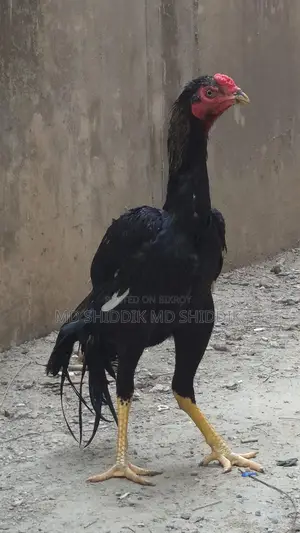 Fighter Rooster, Asil Rooster. Contact Number. For Sale.
