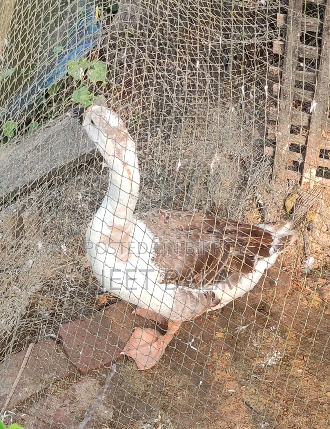 High-Quality Ducks