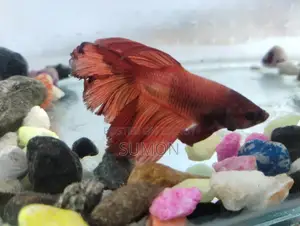 Male Fighter Betta Fish