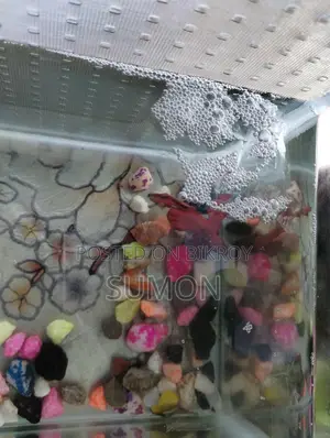 Male Fighter Betta Fish