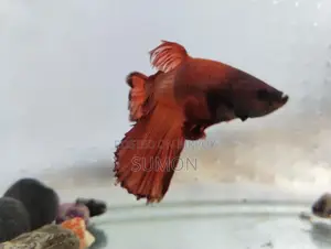 Male Fighter Betta Fish