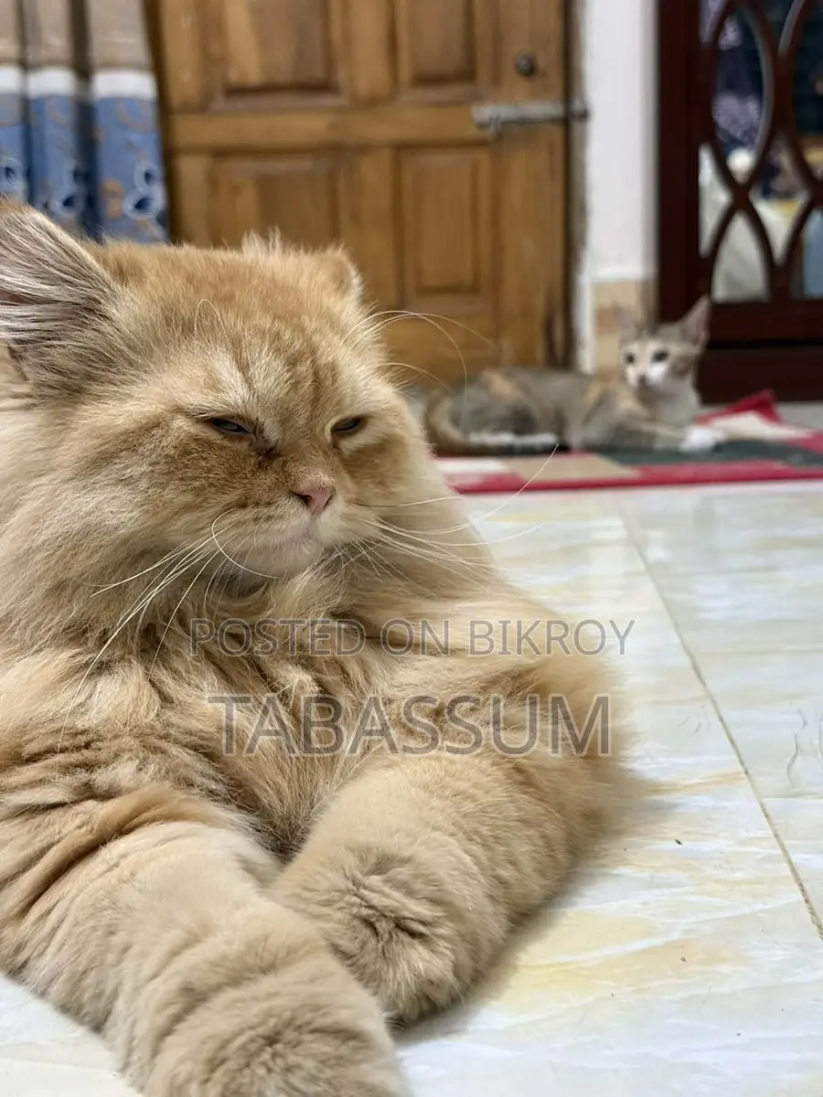 Ginger Triple Coat Persian