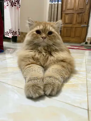 Ginger Triple Coat Persian