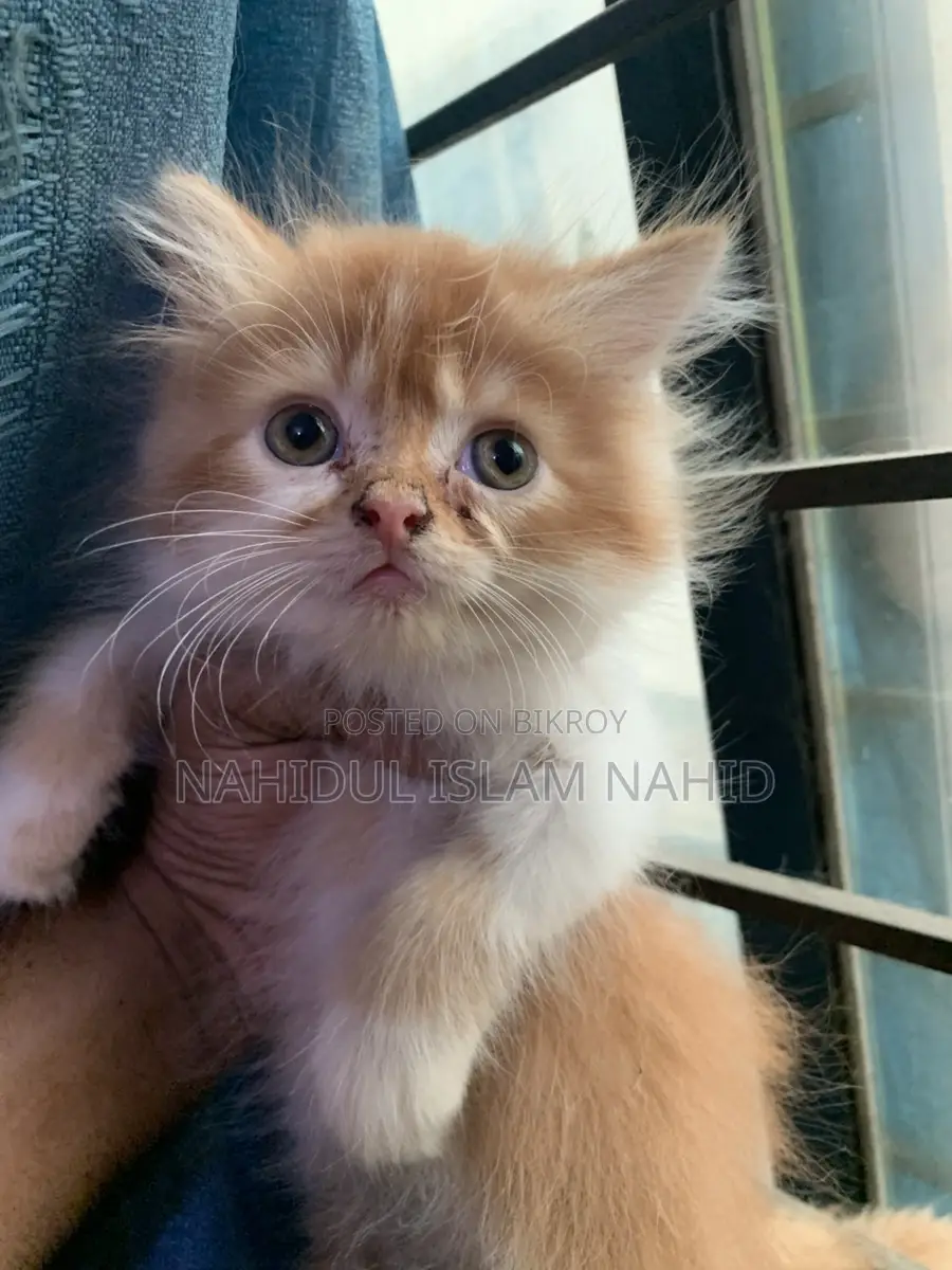 Treditional persian semi punch face triple coat kitten