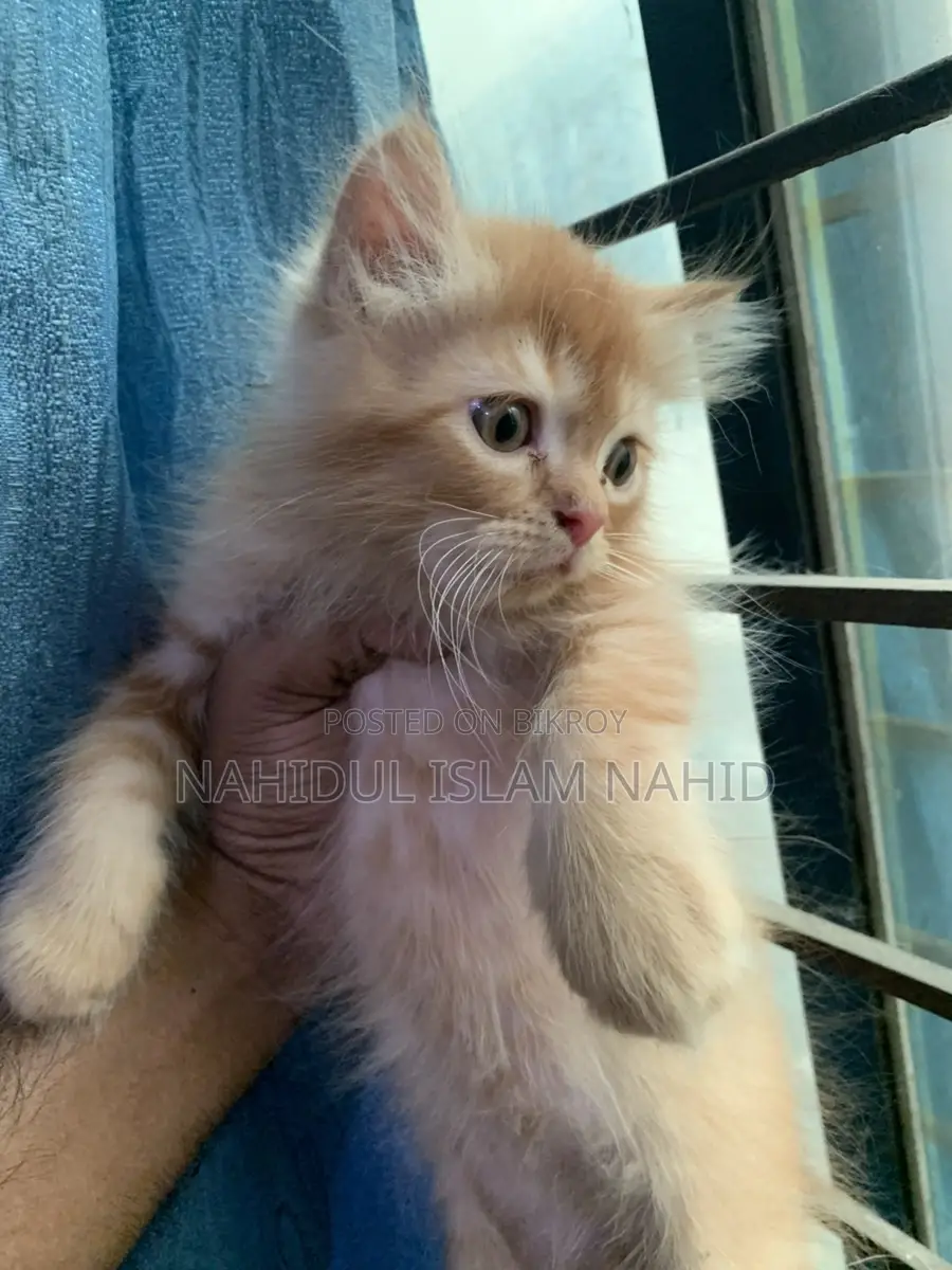 Treditional persian semi punch face triple coat kitten