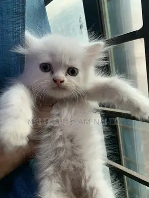 Treditional persian semi punch face triple coat kitten