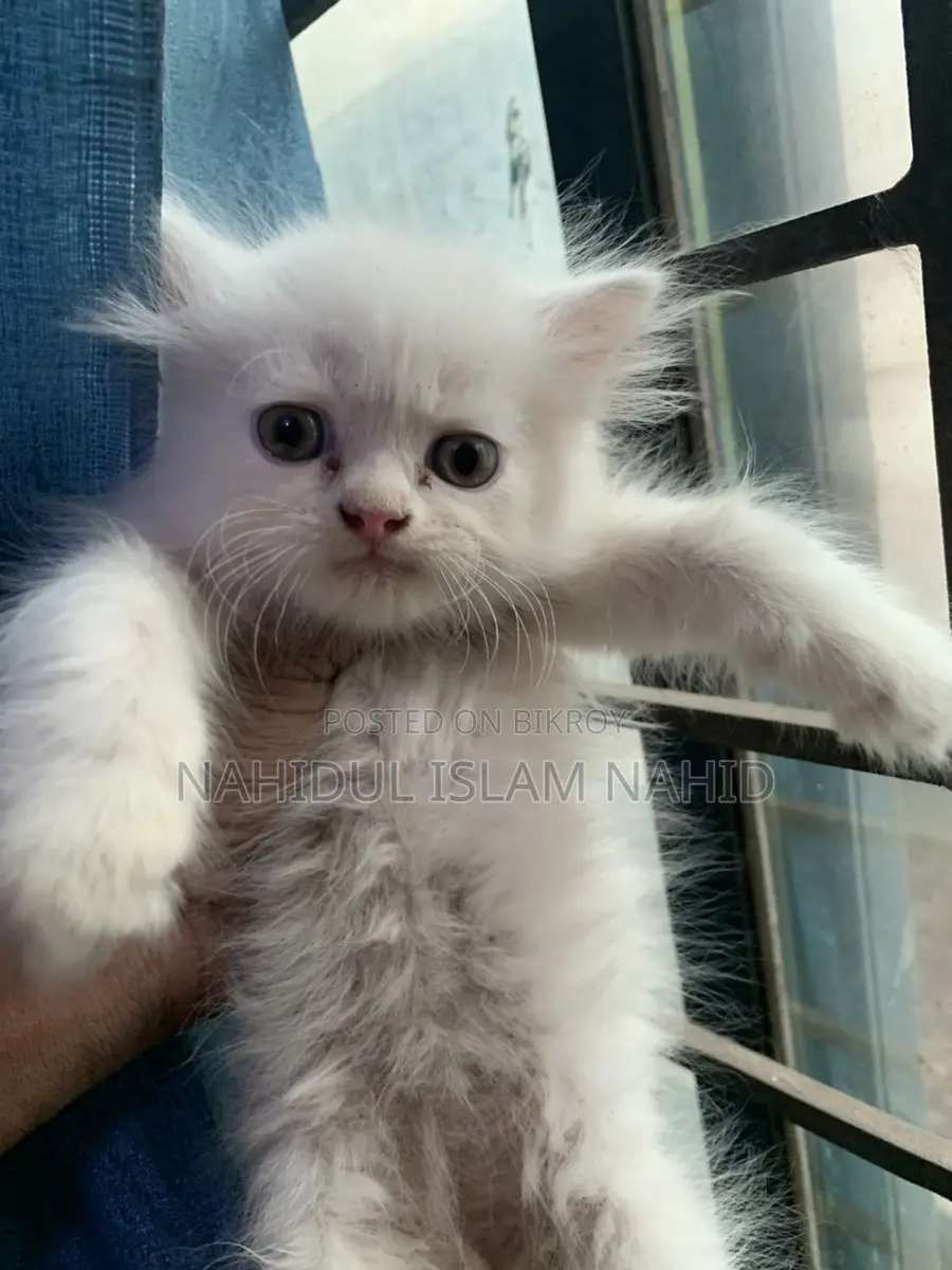 Treditional persian semi punch face triple coat kitten