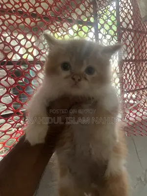Treditional persian semi punch face triple coat kitten