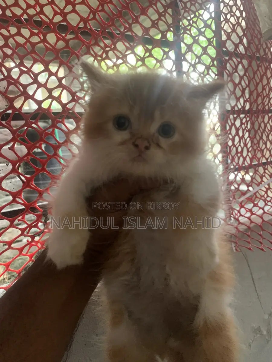 Treditional persian semi punch face triple coat kitten
