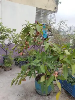 ছাদের গাছ বিক্রি
