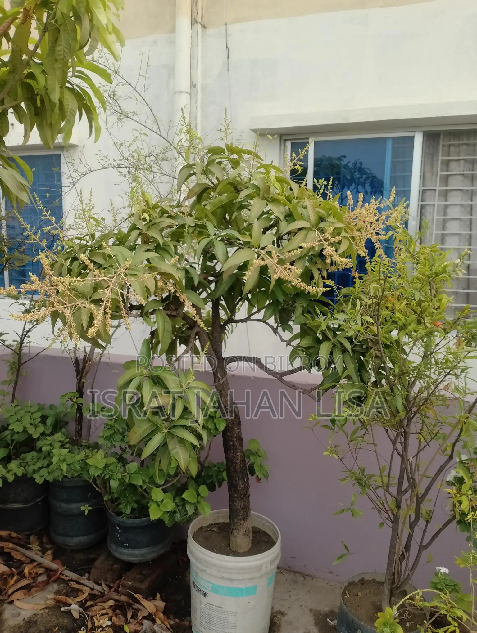 ছাদের গাছ বিক্রি