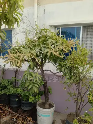 ছাদের গাছ বিক্রি