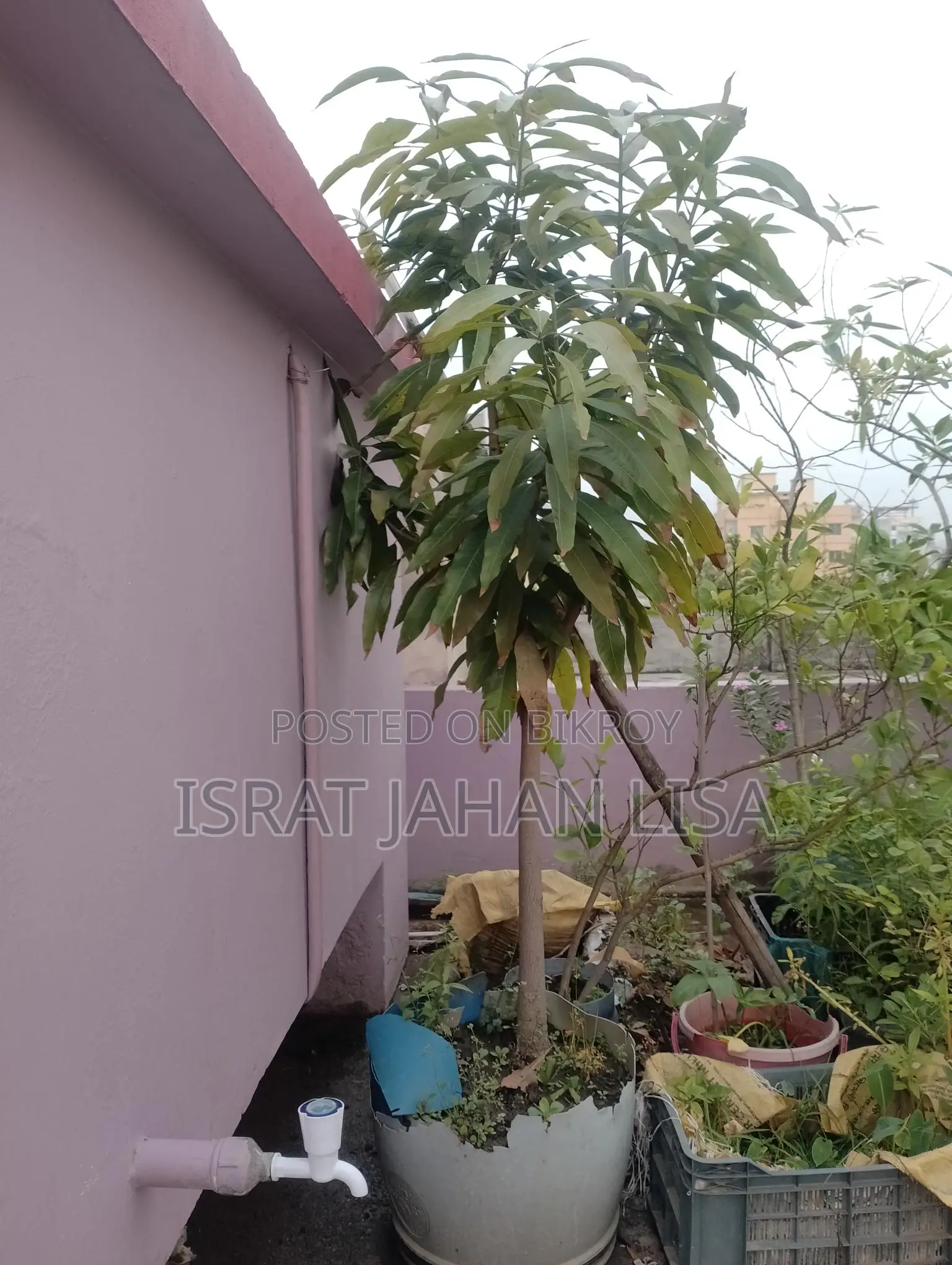 ছাদের গাছ বিক্রি