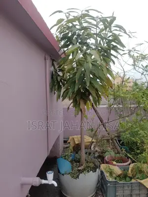 ছাদের গাছ বিক্রি