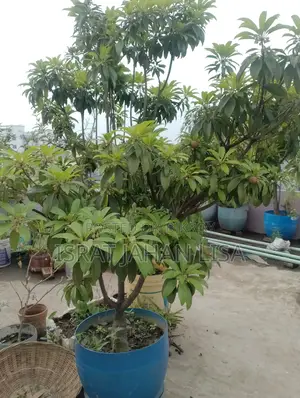 ছাদের গাছ বিক্রি