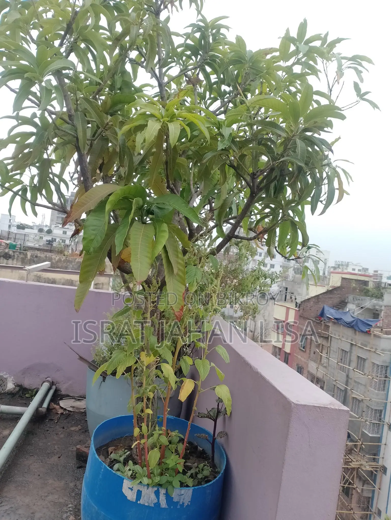 ছাদের গাছ বিক্রি