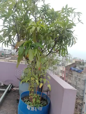 ছাদের গাছ বিক্রি