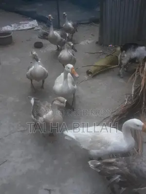অনেক ভালো রাজহাঁস