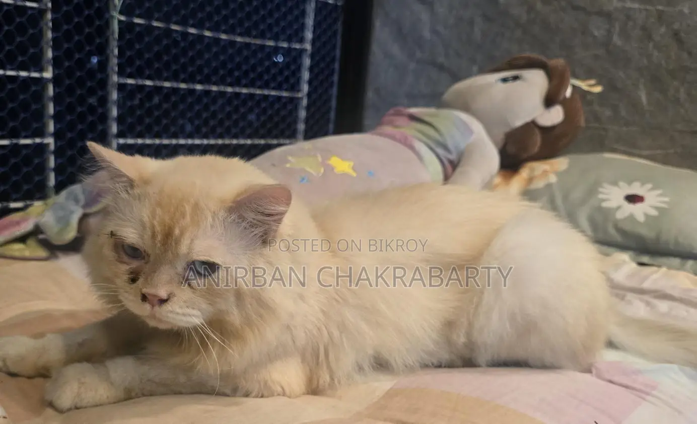 Persian Cat