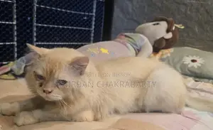 Persian Cat