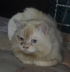 Persian Cat