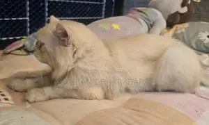 Persian Cat
